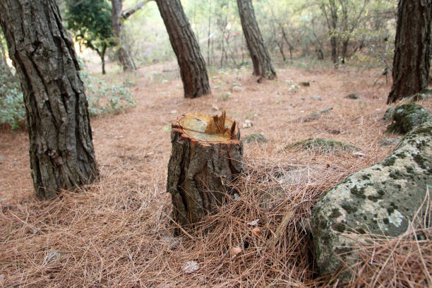 Trusted Alamosa East, CO Tree Care Experts