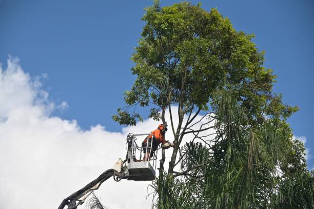 Best Tree Disease Treatment  in Alamosa East, CO