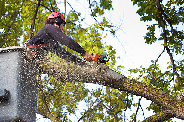 Best Hazardous Tree Removal  in Alamosa East, CO