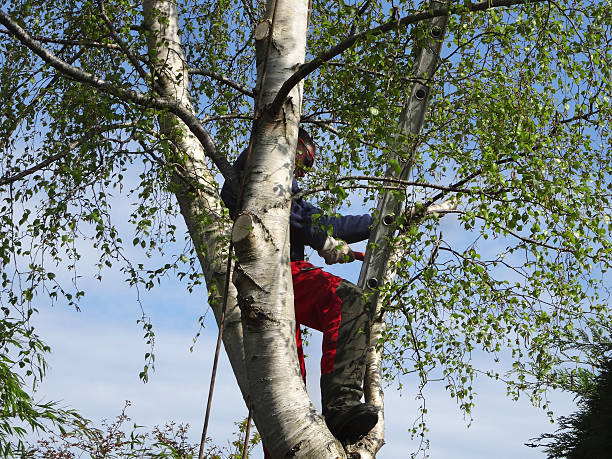 Best Utility Line Clearance  in Alamosa East, CO